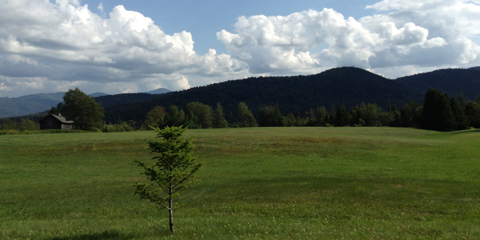 Bear Cub in the Woods | Lake Placid, Adirondacks