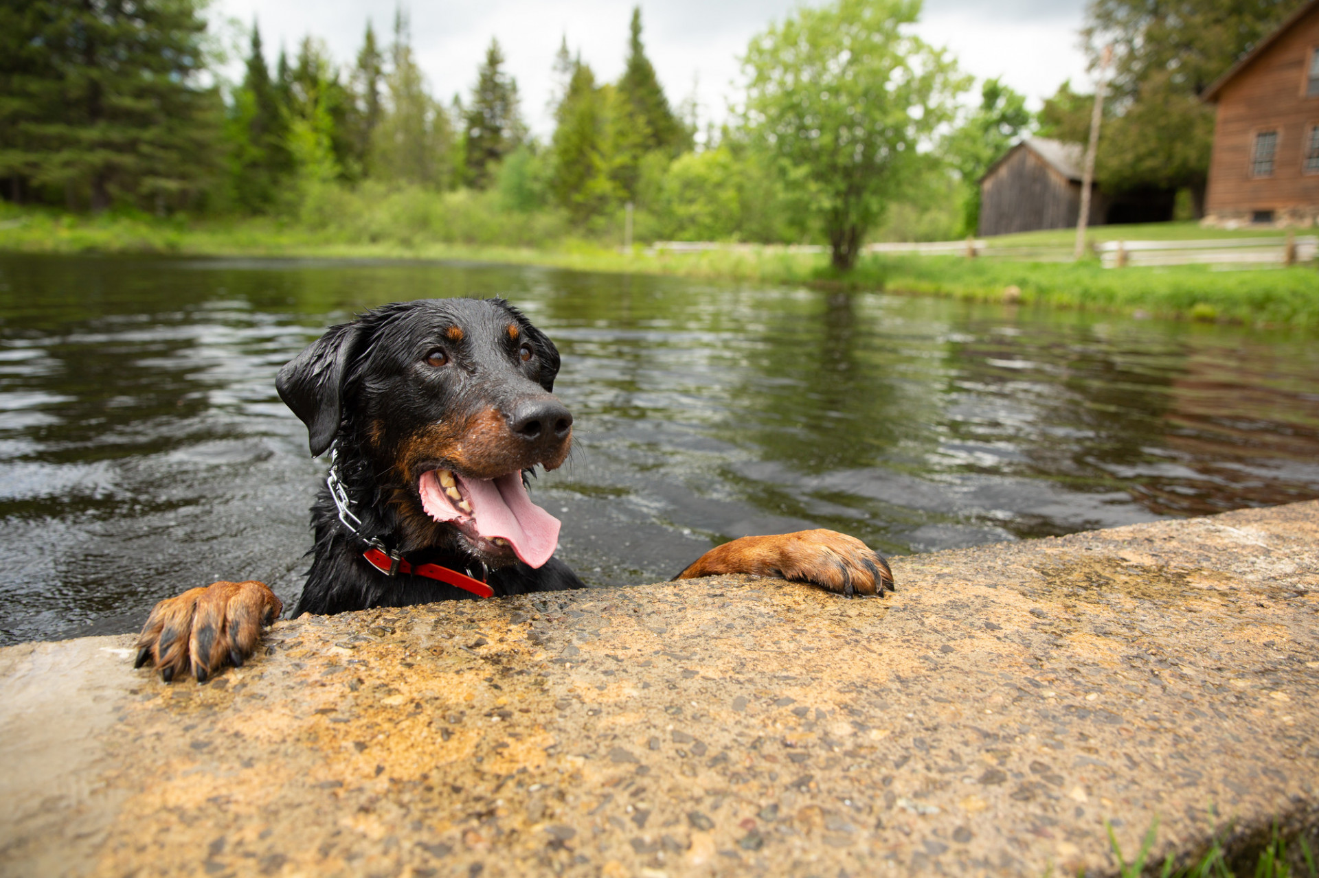 Bring Your Pets to Placid Lake Placid Adirondacks