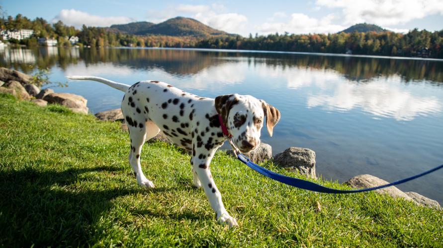 A dalmation puppy walks along a grassy lake front. 