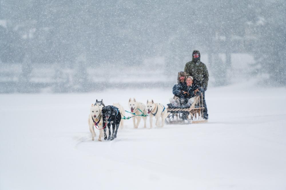 A couple being pulled on dog sleds on Mirror Lake in Lake Placid.