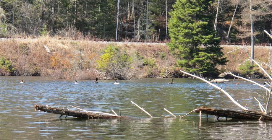 Mergansers and Geese in open water