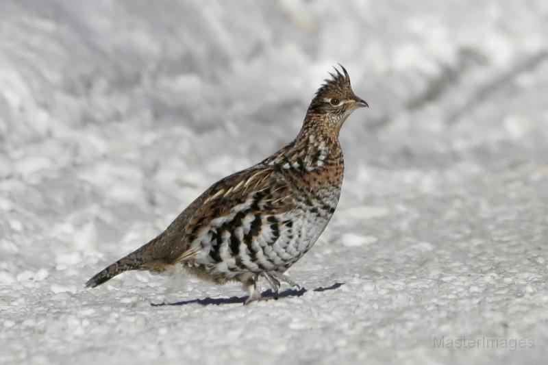 ruffed grouse - larry