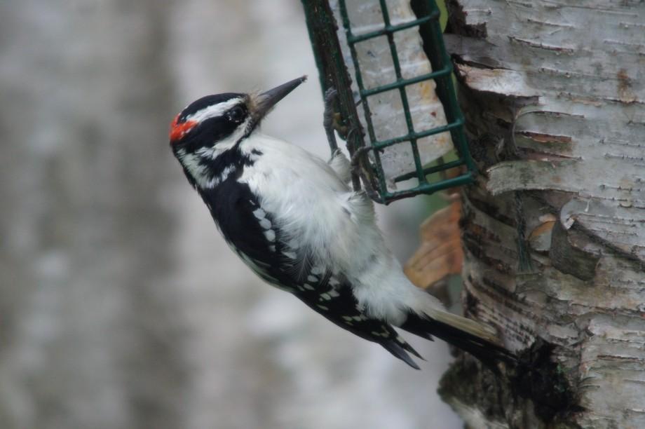 Hairy Woodpecker