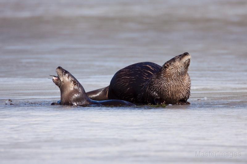 This otter eats a fish while sitting in hole in the ice - how they are often observed during the winter. Photo courtesy of www.masterimages.org. otters - ice - Larry
