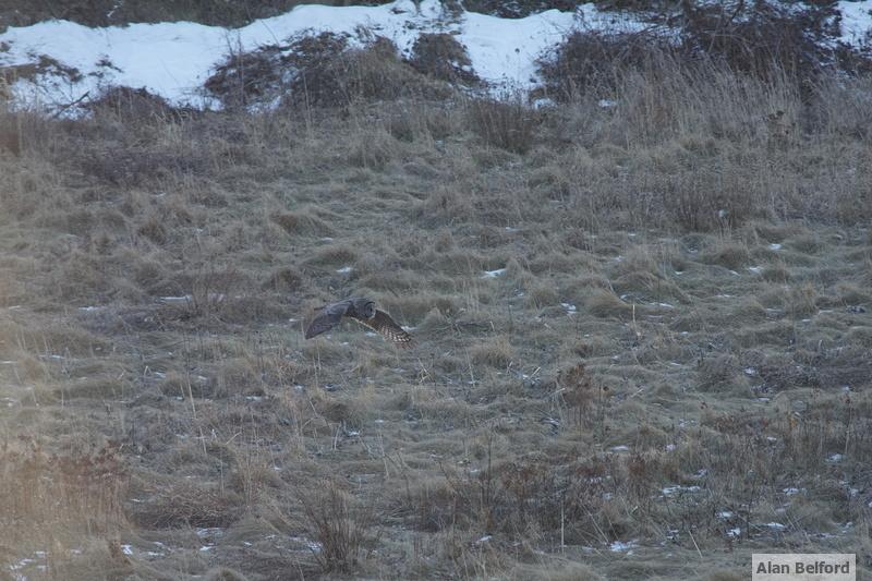 Watching the owl hunt over the fields in Keene is amazing!