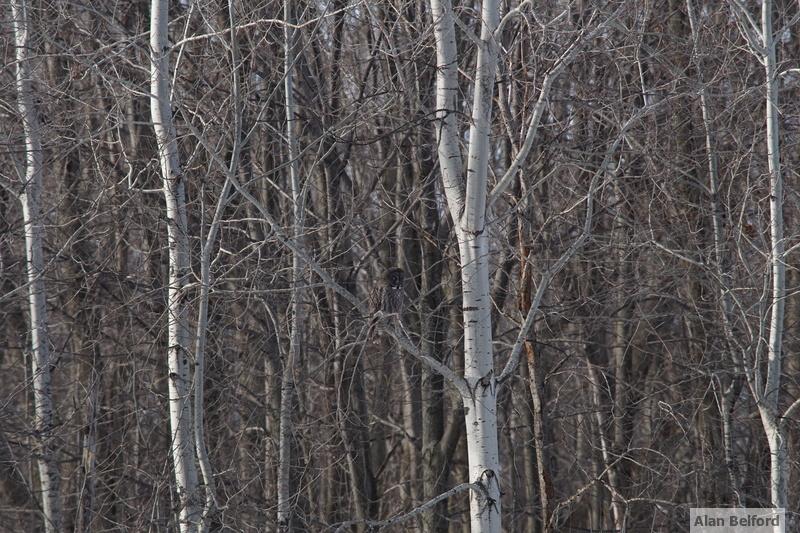 The first owl I saw at Robert Moses State Park this winter was a hunting along the tree line.