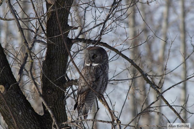 Great Gray Owls can be remarkably unafraid of people, landing close to them as they hunt.