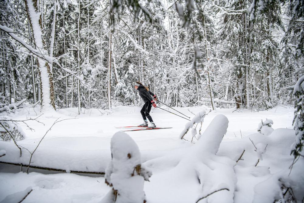 Woman cross-country skiing through a snowy forest.