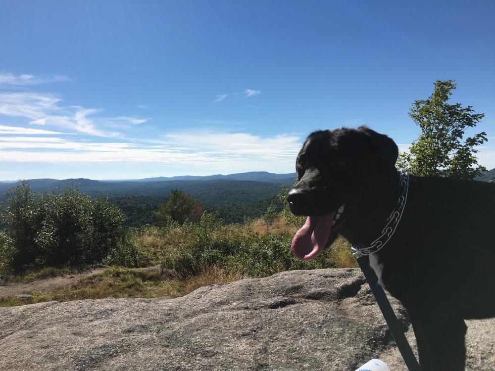 A black dog stands in front of a mountain range.