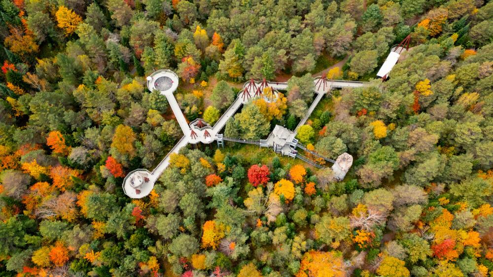 Aerial view of Wild Walk surrounded by fall foliage