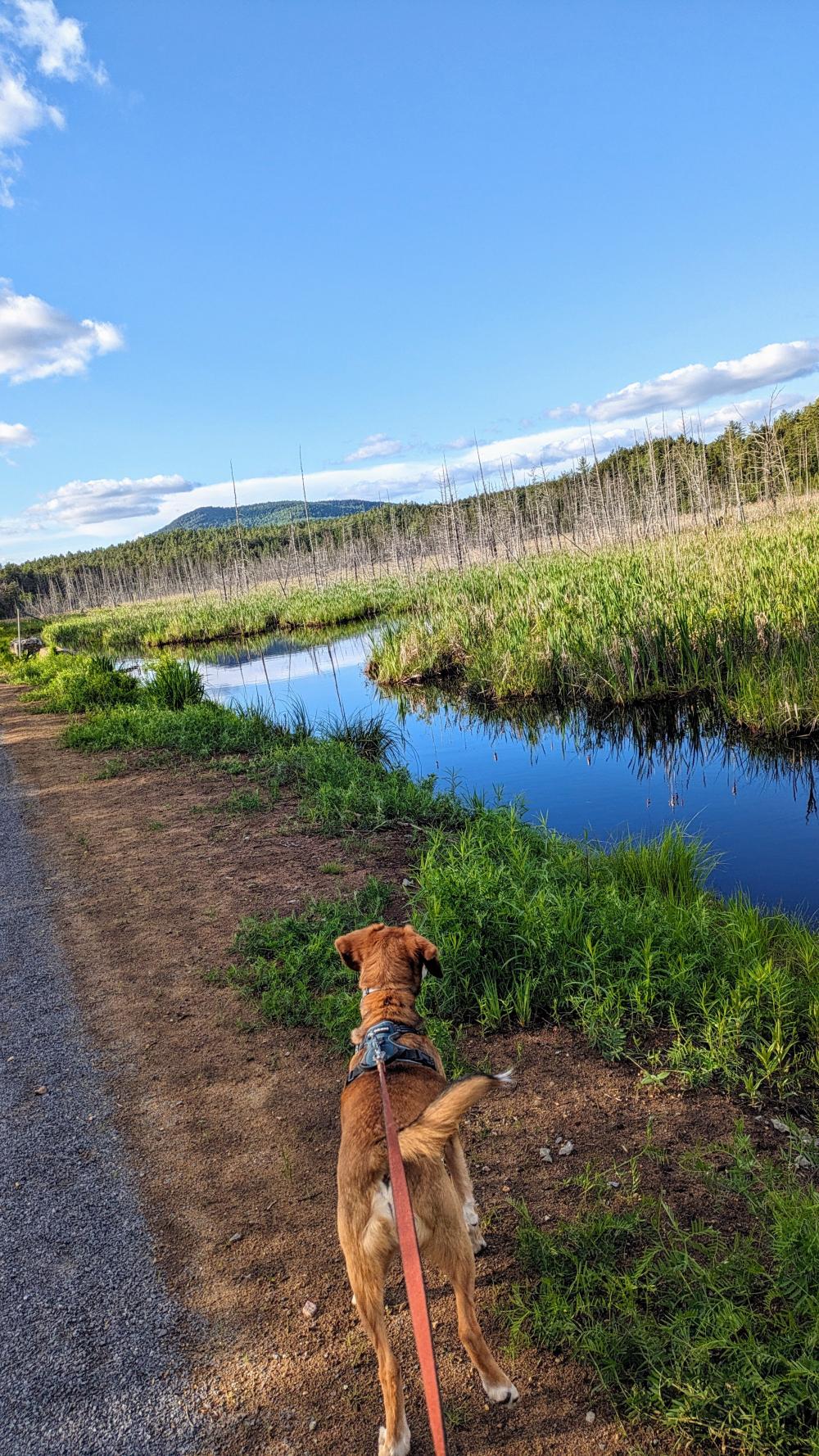 A beagle eagerly looks out over an Adirondack wetland on a sunny day.