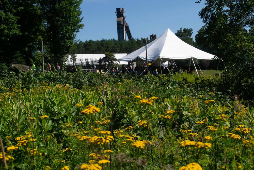 A wild flower field.