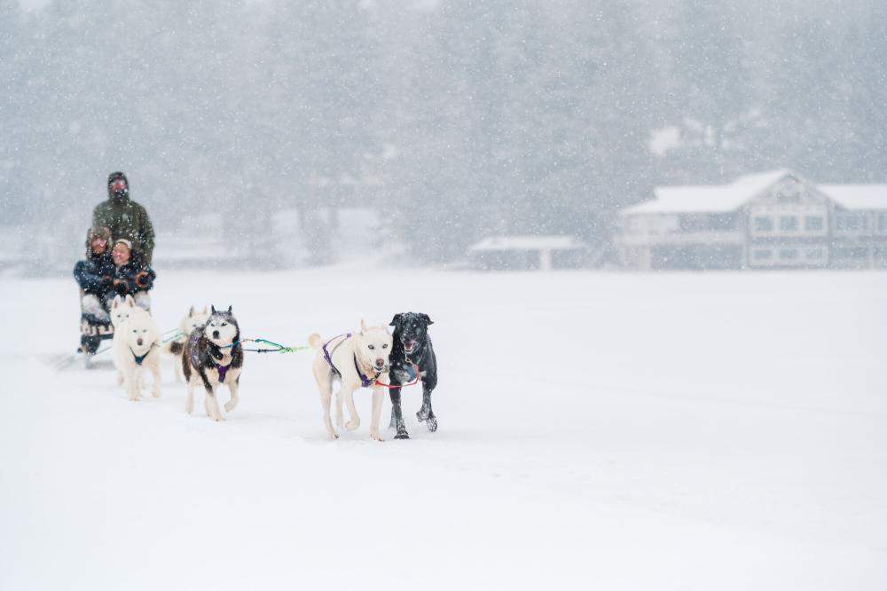 A couple rides in a sled pulled by a team of dogs.