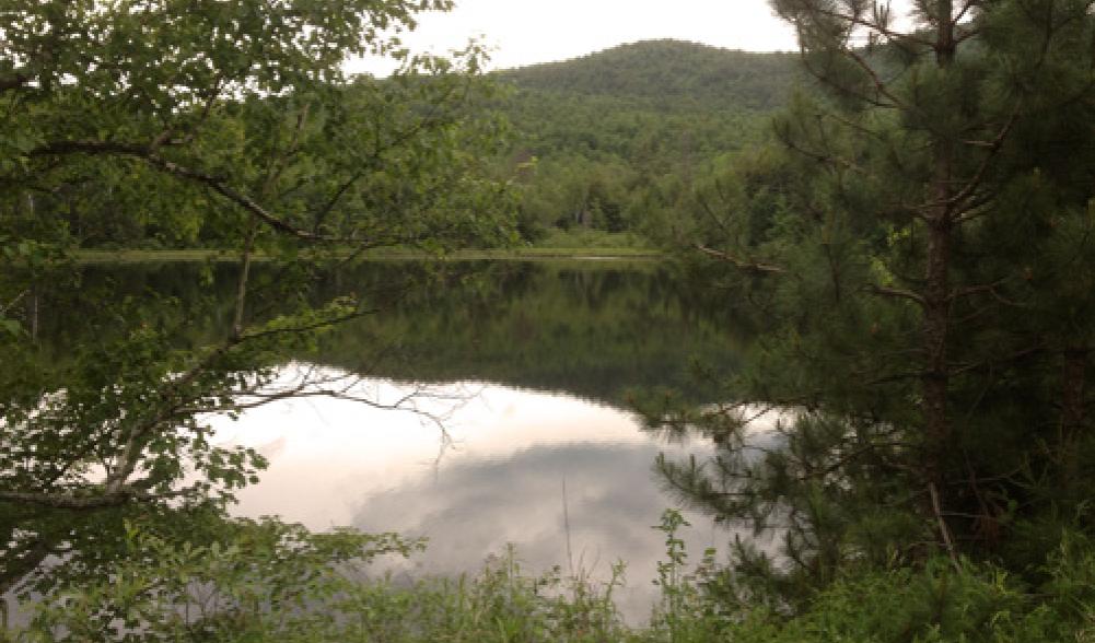 View of pond on Tracy Road