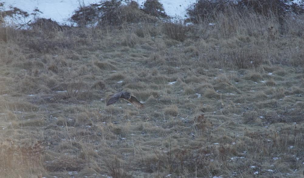 Watching the owl hunt over the fields in Keene is amazing!