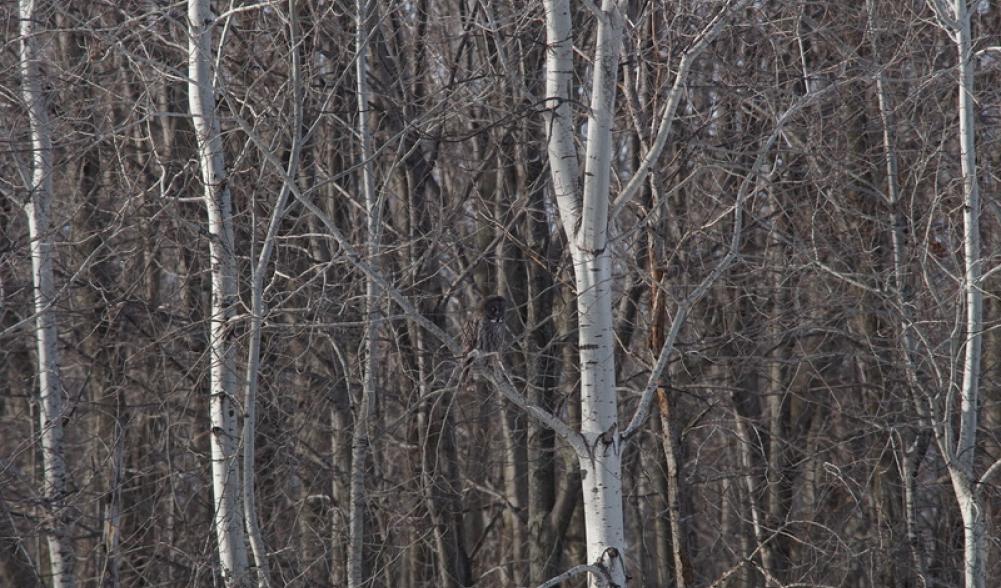 The first owl I saw at Robert Moses State Park this winter was a hunting along the tree line.