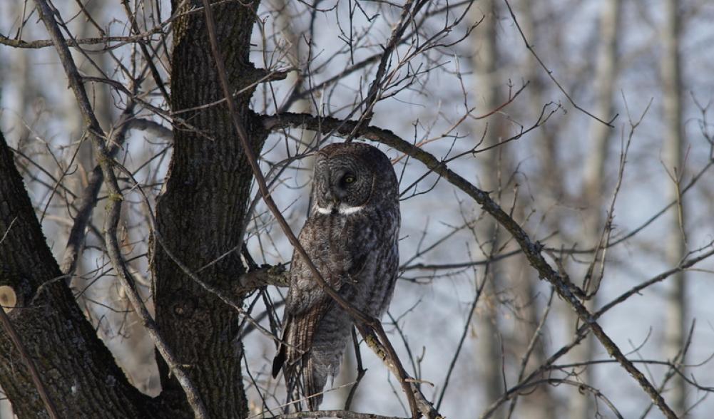 Great Gray Owls can be remarkably unafraid of people, landing close to them as they hunt.