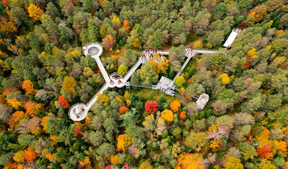 Aerial view of Wild Walk surrounded by fall foliage