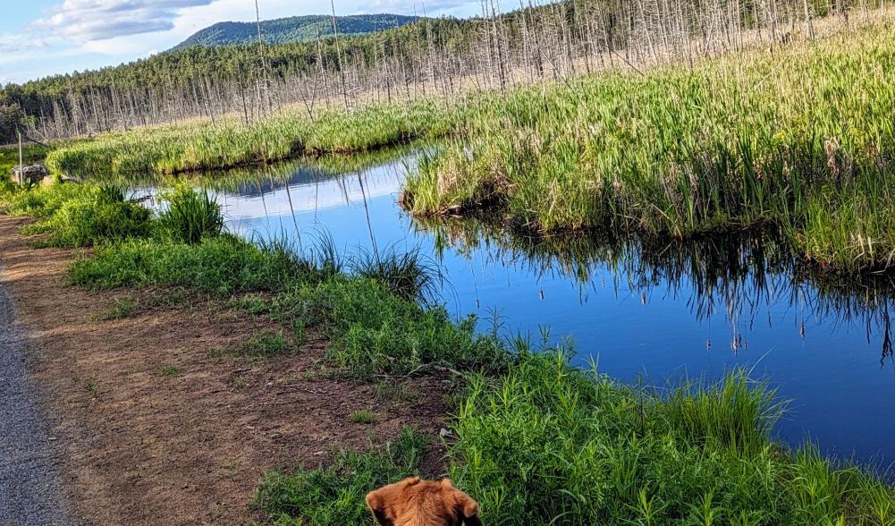 A beagle eagerly looks out over an Adirondack wetland on a sunny day.