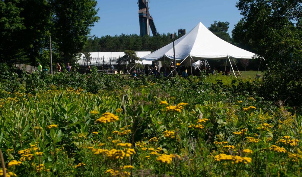 A wild flower field.