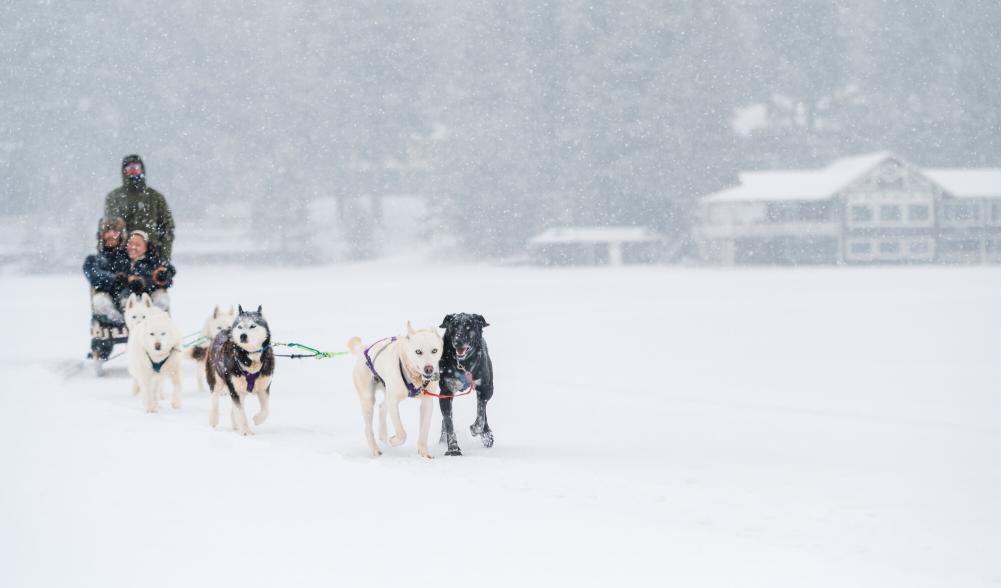 A couple rides in a sled pulled by a team of dogs.