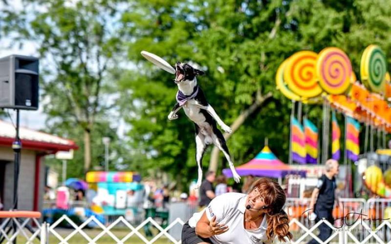 A dog jumps through the air to catch a frisbee in a fairground