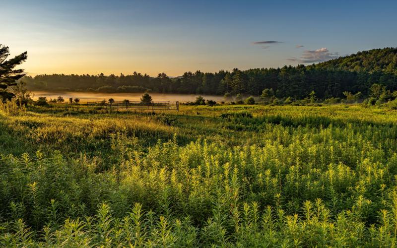 Black Kettle Farm