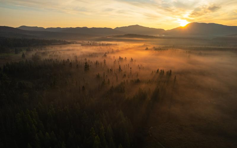 Mist in a meadow and spruce trees