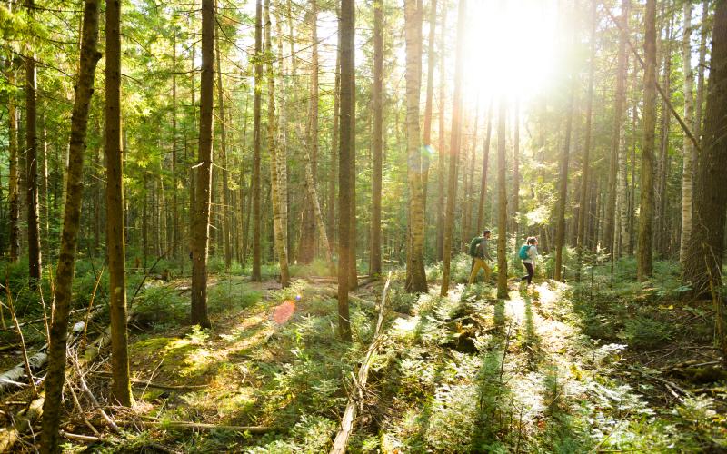 The sun peering through tall pines on a flat portion of the trail to the summit of Haystack Mountain