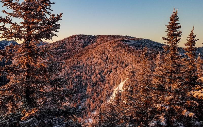 A spruce-covered mountain in the alpenglow