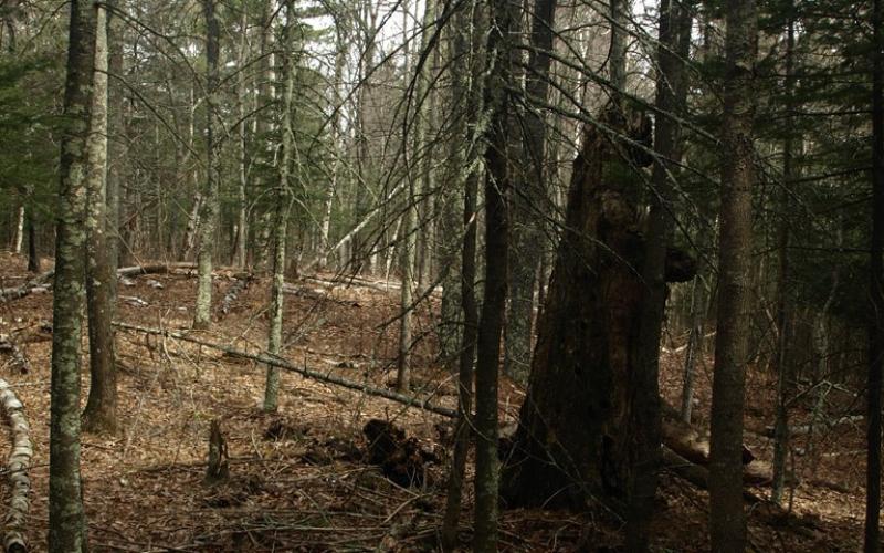 The Ridge Loop is a fine hike for children.